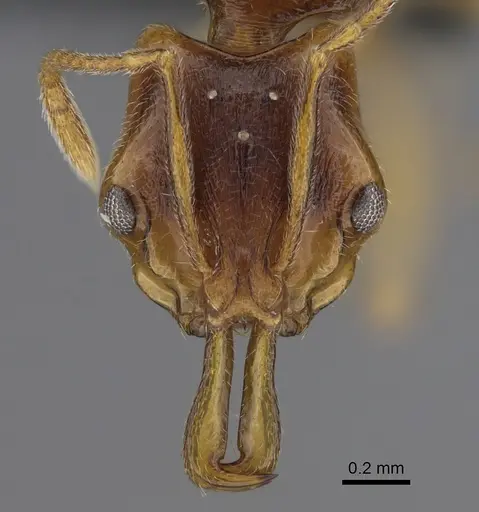 Anochetus graeffei specimen CASENT0287021 image casent0287021_2