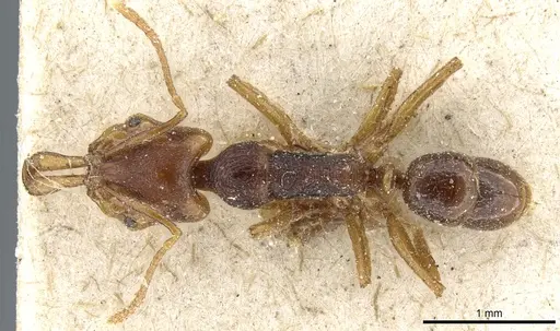 Anochetus graeffei specimen CASENT0903977 image casent0903977_1