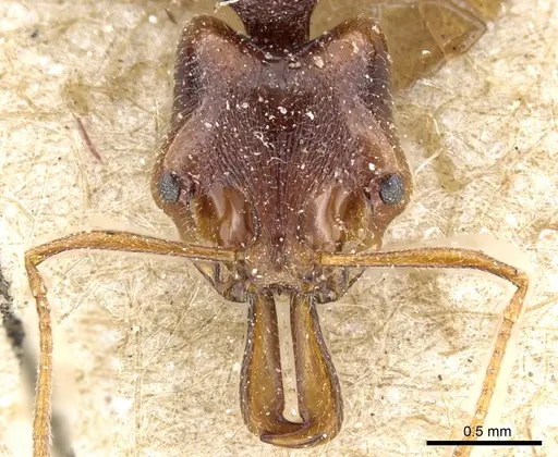 Anochetus graeffei specimen CASENT0903978 image casent0903978_2
