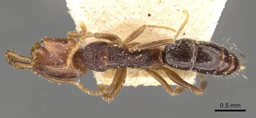 Anochetus graeffei specimen CASENT0907409 image casent0907409_1
