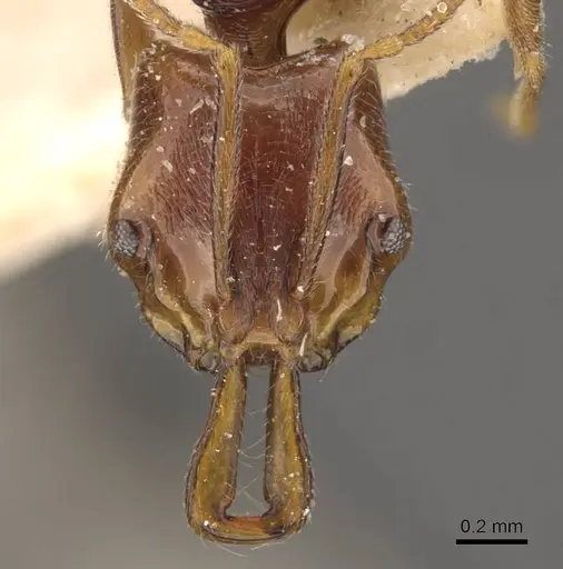 Anochetus graeffei specimen CASENT0907409 image casent0907409_2