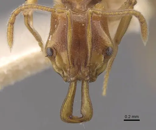 Anochetus graeffei specimen CASENT0915156 image casent0915156_2