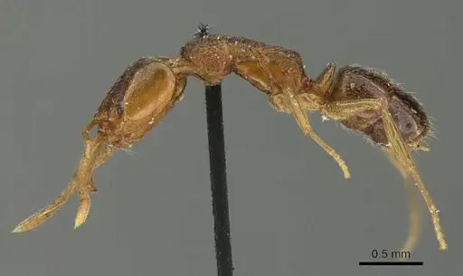 Anochetus graeffei specimen CASENT0915888 image casent0915888_5