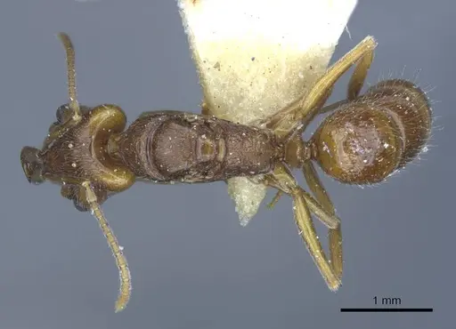 Anochetus graeffei specimen CASENT0916845 image casent0916845_1