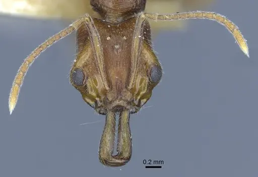 Anochetus graeffei specimen CASENT0916845 image casent0916845_2