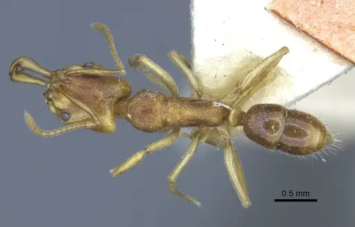 Anochetus graeffei specimen CASENT0916846 image casent0916846_1