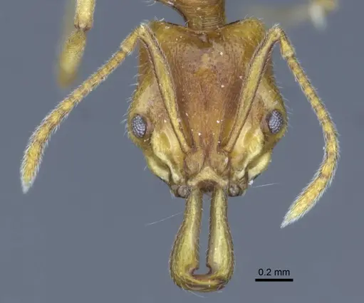 Anochetus graeffei specimen CASENT0916846 image casent0916846_2