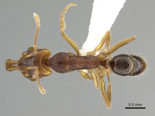 Anochetus graeffei specimen CASENT0919892 image casent0919892_1