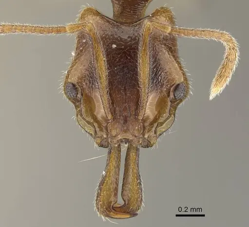Anochetus graeffei specimen CASENT0919892 image casent0919892_2