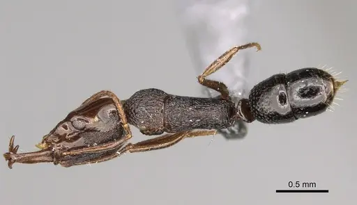 Anochetus graeffei specimen CASENT0923232 image casent0923232_1