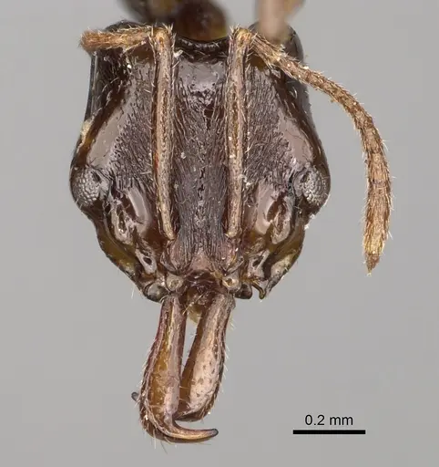 Anochetus graeffei specimen CASENT0923232 image casent0923232_2