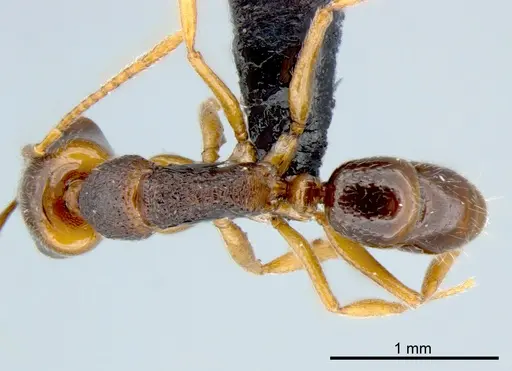Anochetus graeffei specimen CSIRONC0006 image csironc0006_1