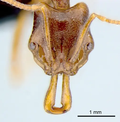 Anochetus graeffei specimen CSIRONC0006 image csironc0006_2