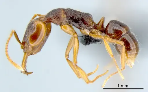 Anochetus graeffei specimen CSIRONC0006 image csironc0006_3