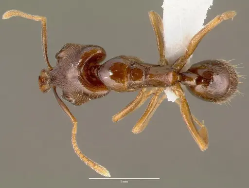 Anochetus grandidieri specimen CASENT0005965 image casent0005965_1