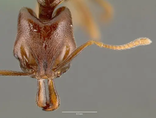Anochetus grandidieri specimen CASENT0005965 image casent0005965_2