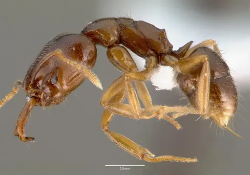 Anochetus grandidieri specimen CASENT0005965 image casent0005965_3