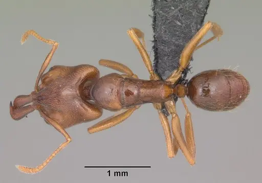 Anochetus grandidieri specimen CASENT0007734 image casent0007734_1