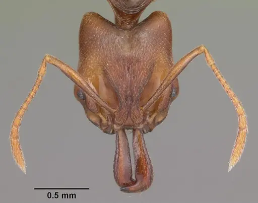 Anochetus grandidieri specimen CASENT0007734 image casent0007734_2