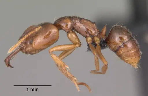 Anochetus grandidieri specimen CASENT0007734 image casent0007734_3