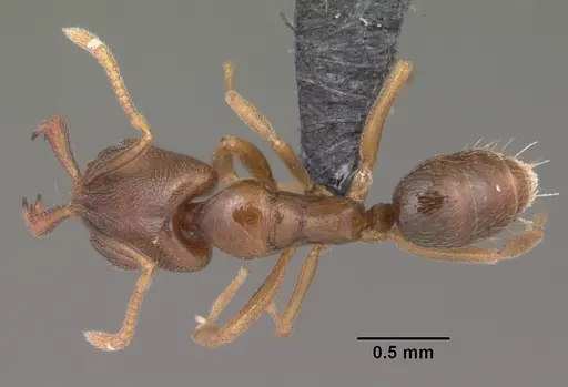 Anochetus grandidieri specimen CASENT0033463 image casent0033463_1
