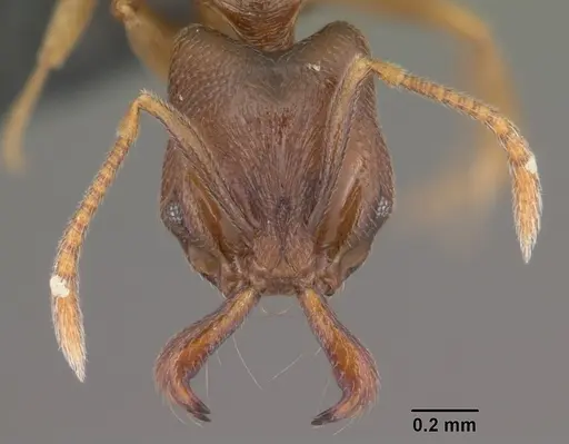 Anochetus grandidieri specimen CASENT0033463 image casent0033463_2