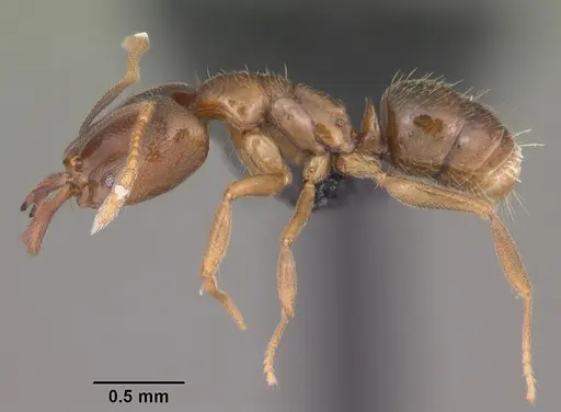 Anochetus grandidieri specimen CASENT0033463 image casent0033463_3