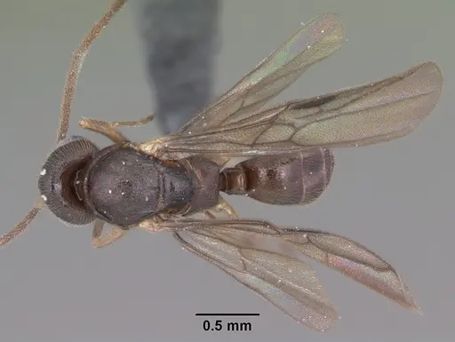 Anochetus grandidieri specimen CASENT0033466 image casent0033466_1