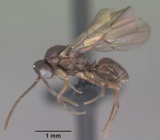 Anochetus grandidieri specimen CASENT0033466 image casent0033466_4