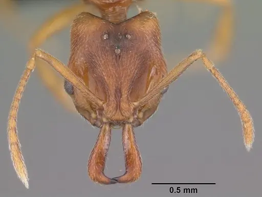 Anochetus grandidieri specimen CASENT0041177 image casent0041177_2