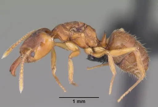 Anochetus grandidieri specimen CASENT0041177 image casent0041177_3