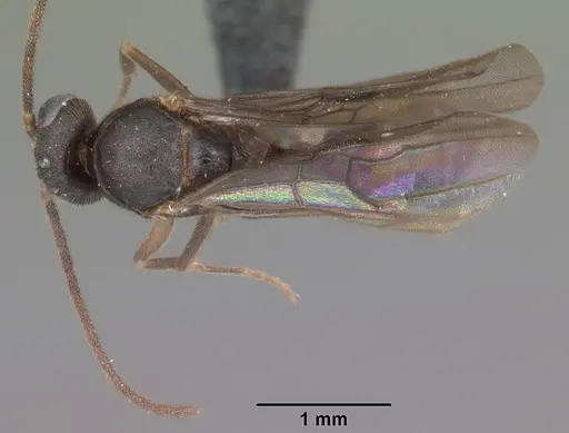 Anochetus grandidieri specimen CASENT0049858 image casent0049858_1