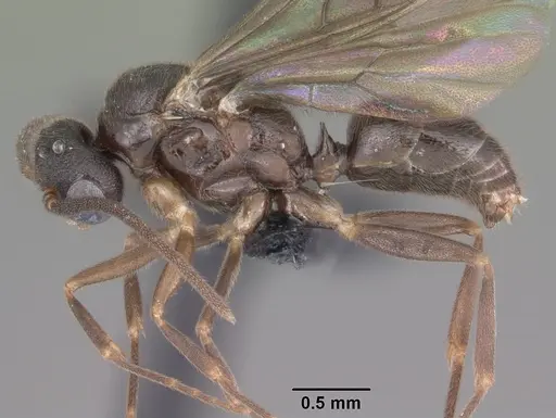 Anochetus grandidieri specimen CASENT0049858 image casent0049858_3