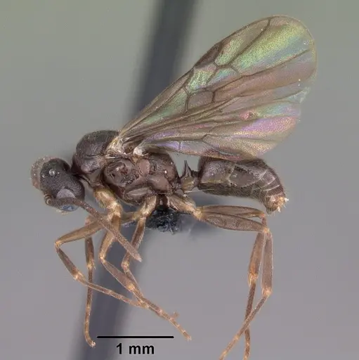 Anochetus grandidieri specimen CASENT0049858 image casent0049858_4