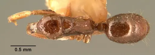 Anochetus grandidieri specimen CASENT0101819 image casent0101819_1