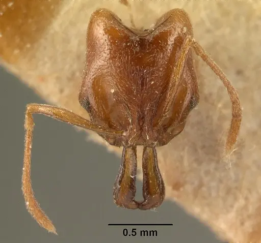 Anochetus grandidieri specimen CASENT0101819 image casent0101819_2
