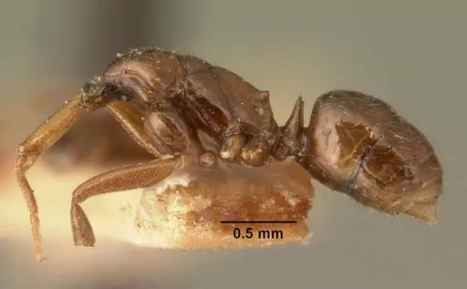 Anochetus grandidieri specimen CASENT0101819 image casent0101819_3
