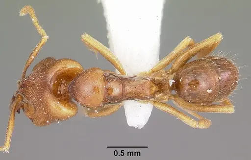 Anochetus grandidieri specimen CASENT0102931 image casent0102931_1