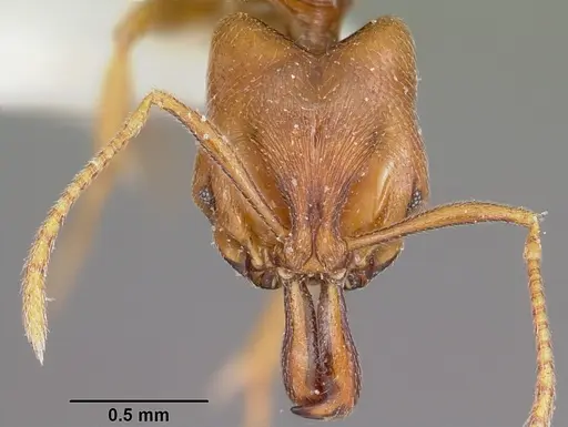 Anochetus grandidieri specimen CASENT0102931 image casent0102931_2