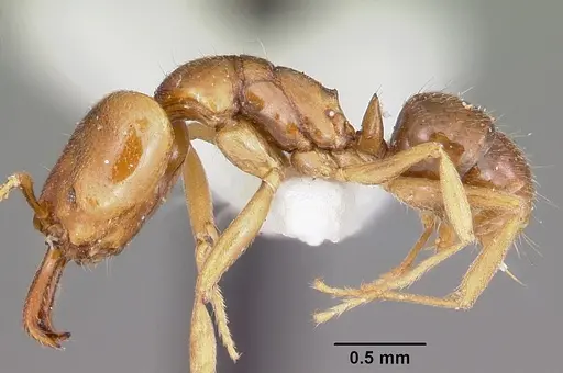 Anochetus grandidieri specimen CASENT0102931 image casent0102931_3