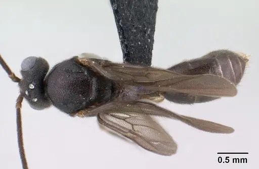 Anochetus grandidieri specimen CASENT0143613 image casent0143613_1