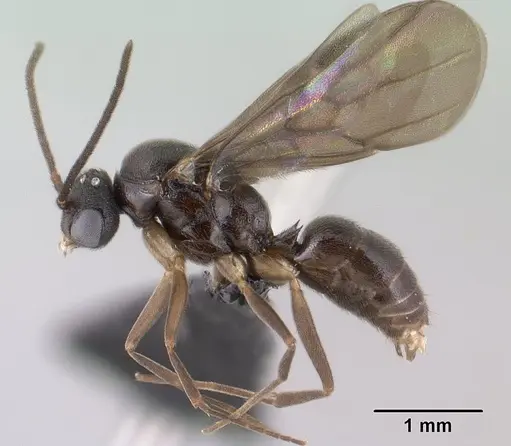 Anochetus grandidieri specimen CASENT0143613 image casent0143613_4
