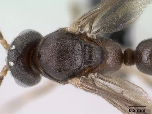Anochetus grandidieri specimen CASENT0143618 image casent0143618_1