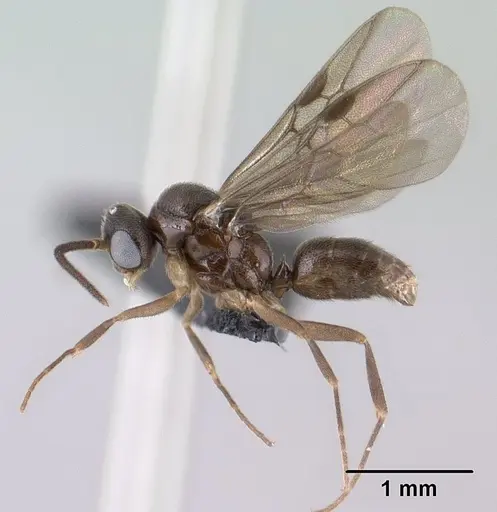 Anochetus grandidieri specimen CASENT0143618 image casent0143618_3