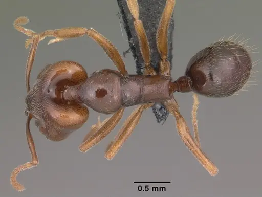 Anochetus grandidieri specimen CASENT0497580 image casent0497580_1