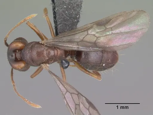 Anochetus grandidieri specimen CASENT0497583 image casent0497583_1