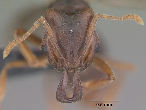 Anochetus grandidieri specimen CASENT0497583 image casent0497583_2