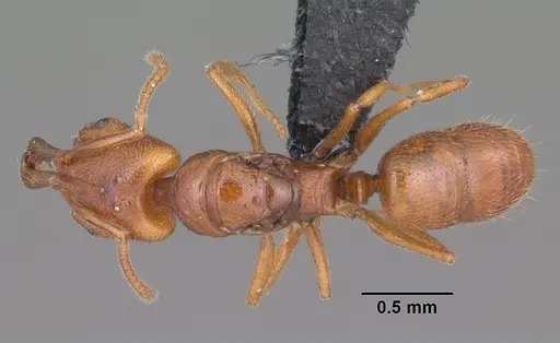 Anochetus grandidieri specimen CASENT0498462 image casent0498462_1