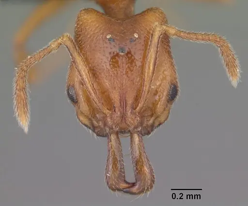 Anochetus grandidieri specimen CASENT0498462 image casent0498462_2