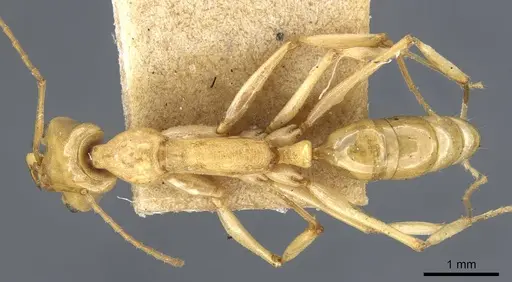 Anochetus haytianus specimen CASENT0905847 image casent0905847_1